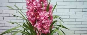 怎么讓大花蕙蘭開花，花期怎么養(yǎng)護(hù)