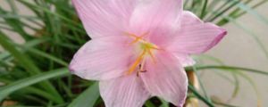 怎么讓風(fēng)雨蘭多開花，花后怎么處理