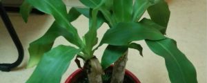 怎么讓巴西木開花，開花花期如何護(hù)理