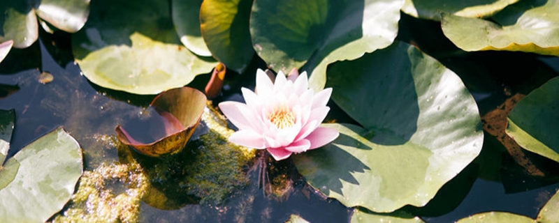 睡蓮怎么種，可以全水養(yǎng)嗎