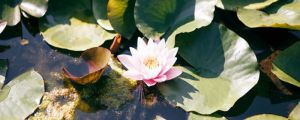 睡蓮怎么種，可以全水養(yǎng)嗎