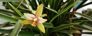 怎么讓春蘭開花，養(yǎng)幾年能開花