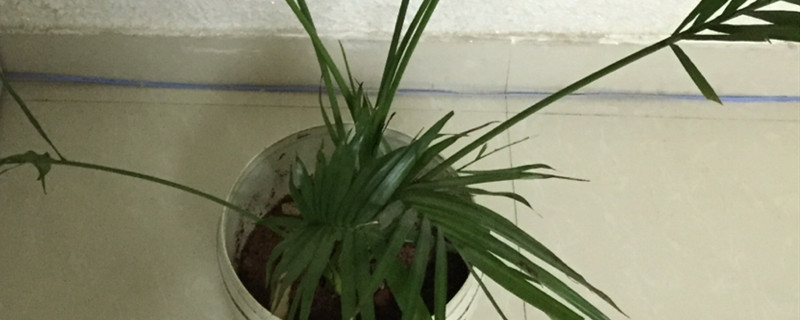 散尾葵怎么養(yǎng)才茂盛，散尾葵圖片