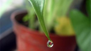 滴水觀音水養(yǎng)方法 滴水觀音水培步驟及養(yǎng)護注意事項