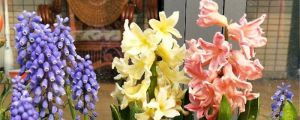 風信子花期多長，花語是什么