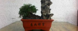 九死還魂草怎么養(yǎng)，怎么澆水
