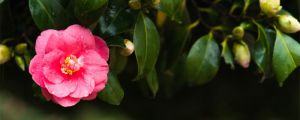山茶花有香味嗎，山茶花有什么特點(diǎn)