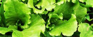 生菜是十字花科蔬菜嗎，盆栽生菜多久可以采摘
