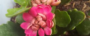 長壽花是多肉嗎，如何對(duì)長壽花澆水