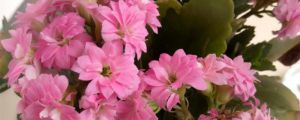 長壽花是什么花，是室內(nèi)還是室外
