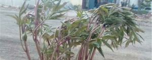 赤芍的養(yǎng)殖方法和注意事項