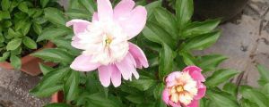 芍藥花什么時(shí)候種植，怎么種植