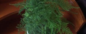 文竹會(huì)開花嗎，會(huì)結(jié)果嗎