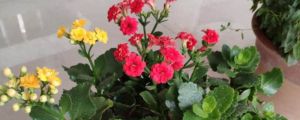 長(zhǎng)壽花冬天會(huì)開(kāi)花嗎，冬天怎么養(yǎng)才開(kāi)花