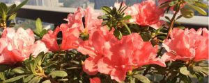 杜鵑花掉葉子是怎么回事，怎么補(bǔ)救