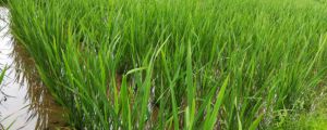茭白是什么，禁忌、功效與作用