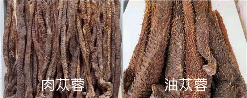 油蓯蓉和肉蓯蓉的區(qū)別，肉蓯蓉的圖片