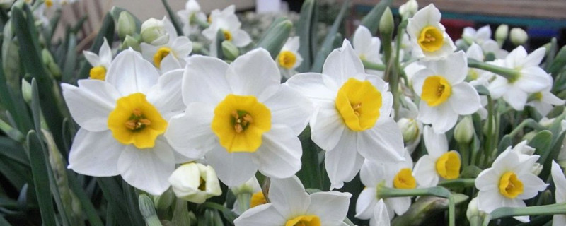水仙花不開花的原因，如何促進(jìn)水仙花開花