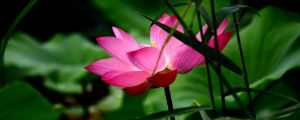蓮花有什么品種，蓮花品種簡(jiǎn)介