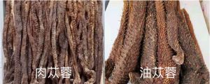 油蓯蓉和肉蓯蓉的區(qū)別，肉蓯蓉的圖片