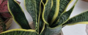 通過(guò)什么方法來(lái)繁殖虎皮蘭，繁殖成活快嗎