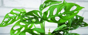 龜背竹開花嗎，如何促進(jìn)開花