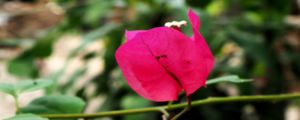 三角梅冬季會凍死嗎北方，冬季養(yǎng)護(hù)方法