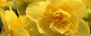 盆栽水仙花養(yǎng)殖方法，水仙花能在室內(nèi)養(yǎng)嗎