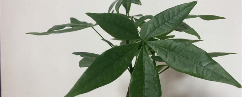 發(fā)財樹小苗多少錢一棵，怎么種植方法
