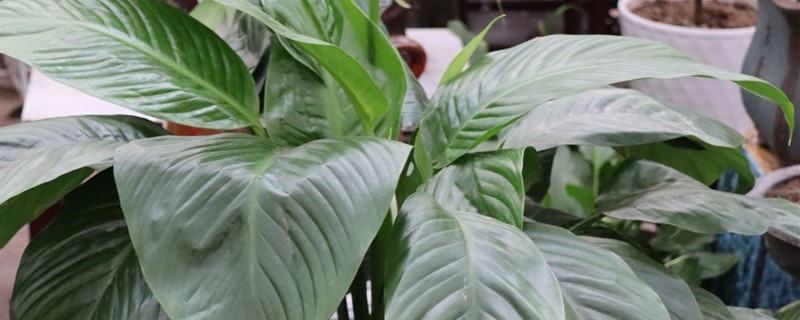 剛買回來(lái)的一帆風(fēng)順花該怎么換盆，換盆后有黃葉正常嗎