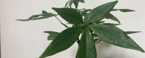 發(fā)財(cái)樹(shù)小苗多少錢(qián)一棵，怎么種植方法