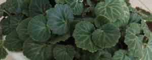 虎耳草的花語(yǔ)和寓意，有什么傳說(shuō)故事