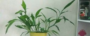 富貴竹的花語和寓意，送人有什么禁忌