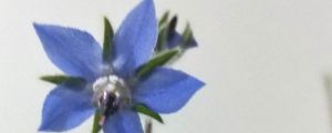 琉璃苣的花語和寓意，有什么傳說故事