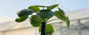 鏡面草的花語和寓意，送人有什么禁忌