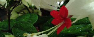龍吐珠的花語(yǔ)和寓意，送人有什么禁忌