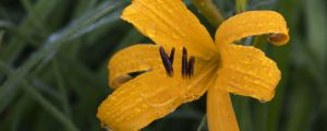 萱草的花語(yǔ)和寓意，有什么傳說(shuō)故事