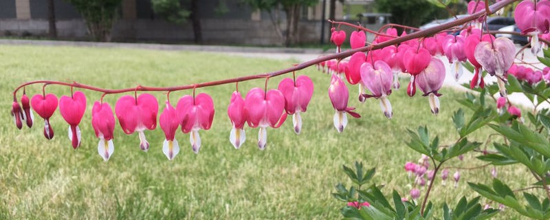 荷包牡丹的花語和寓意，有什么傳說故事