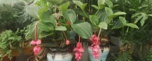 寶蓮花的花語(yǔ)和寓意，送人有什么禁忌