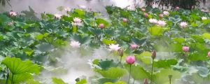 荷花的花語和寓意，有什么傳說故事