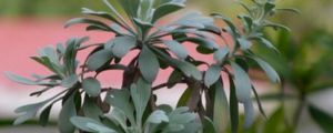 芙蓉菊的花語和寓意，送人有什么禁忌