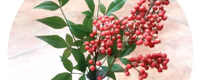 南天竹的果實(shí)可以吃嗎，吃多少會中毒