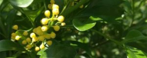 米蘭是什么植物，米蘭的花是什么樣子的