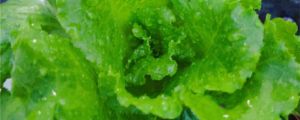 生菜是發(fā)物嗎，如何保存