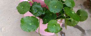 銅錢草是金錢草嗎，銅錢草與金錢草的區(qū)別