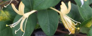 金銀花能去火嗎，和菊花比哪個(gè)去火好