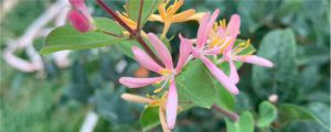 金銀花茶多少錢(qián)一斤，有什么功效