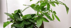 發(fā)財樹買一個還是一對，開花是什么預(yù)兆
