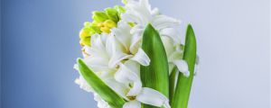 風(fēng)信子的花語，風(fēng)信子花圖片