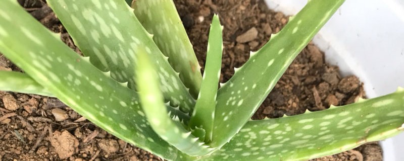 吃蘆薈的禁忌，蘆薈能怎么吃